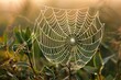 © UnicqueArt - A close-up of a dewy spider web in the early morning light