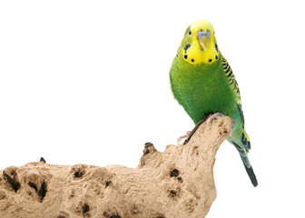 Poster - Bright parrot on wooden snag against white background. Exotic pet