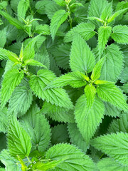 Wall Mural - Nettle plant with green leaves as background, closeup