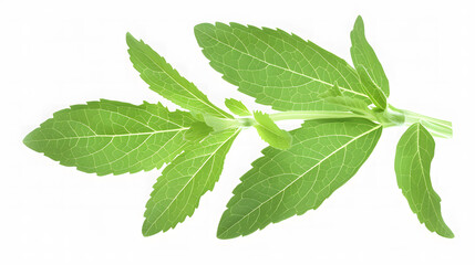 Set of stevia leaves, known for their natural sweetness and use as a sugar substitute in foods and beverages, design