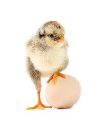 Poster - Cute chick and egg isolated on white. Baby animal