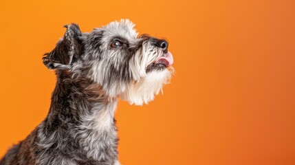 Wall Mural - The Schnauzer with Tongue Out