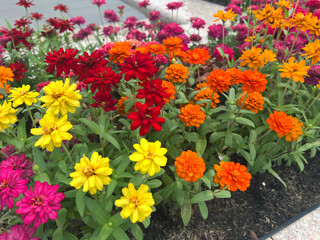 Canvas Print - beautiful zinnia flowers in the garden