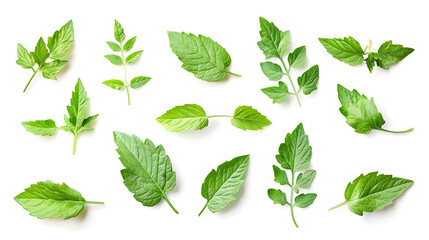 Leaves tomato collection. Fresh organic tomato leaf isolated on white background. Tomato leaves set