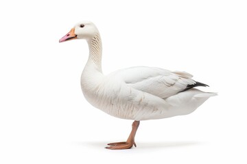 the beside view of a Ross's Goose, left side view, white copy space on right, dutch angle view, isolated on white background