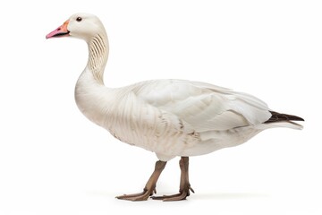 the beside view of a Ross's Goose, left side view, white copy space on right, dutch angle view, isolated on white background