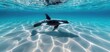 © Arnon  Parnnao - A stunning underwater shot of a killer whale swimming gracefully in clear blue waters, with light patterns dancing on the sandy seafloor.