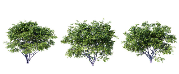 Poster - acer ginnala isolate transparent background.3d rendering