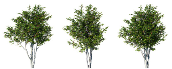 Fototapete - Cherry trees on transparent background.3d rendering