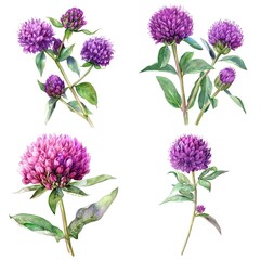 Wall Mural - Set of Globe Amaranth Or Gomphrena Globosa Flower Watercolor Illustration on White Background