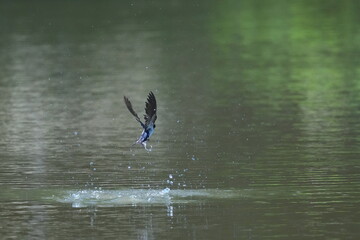 Poster - barn swallow in a pond