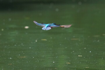 Sticker - common kingfisher in a pond