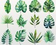 © Khritthithat - Elegant set of watercolor tropical leaves, including various green foliage elements for greeting cards and invitations, isolated on transparent background