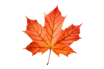 Wall Mural - maple autumn leaf png illustration with transparent background, perfect for seasonal designs, fall-t