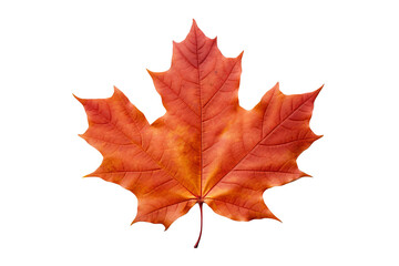 Wall Mural - maple autumn leaf png illustration with transparent background, perfect for seasonal designs, fall-t