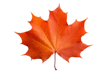 Wall Mural - maple autumn leaf png illustration with transparent background, perfect for seasonal designs, fall-t