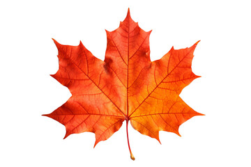 maple autumn leaf png illustration with transparent background, perfect for seasonal designs, fall-t