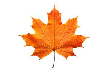 Wall Mural - maple autumn leaf png illustration with transparent background, perfect for seasonal designs, fall-t