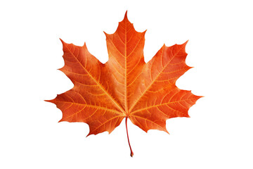 Wall Mural - Maple autumn leaf PNG style with transparent background for seasonal design projects, fall decorations, nature-themed illustrations, and digital artwork