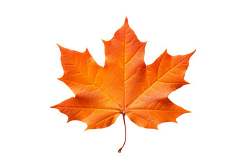 Wall Mural - Maple autumn leaf PNG style with transparent background for seasonal design projects, fall decorations, nature-themed illustrations, and digital artwork