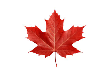 Wall Mural - Maple autumn leaf PNG style with transparent background for seasonal design projects, fall decorations, nature-themed illustrations, and digital artwork