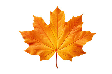 Wall Mural - Maple autumn leaf PNG style with transparent background for seasonal design projects, fall decorations, nature-themed illustrations, and digital artwork