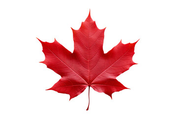 Wall Mural - maple leaf png image with transparent background for seasonal designs, nature illustrations, and aut