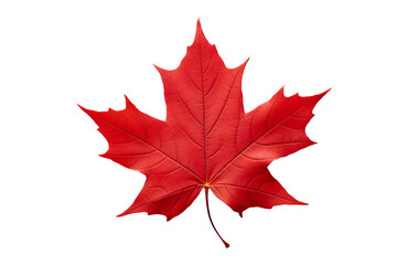 Wall Mural - maple leaf png image with transparent background for seasonal designs, nature illustrations, and aut