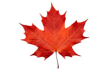 Wall Mural - maple leaf png image with transparent background for seasonal designs, nature illustrations, and aut