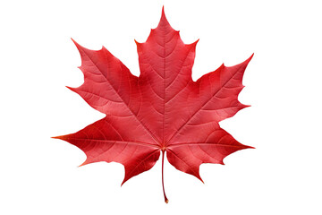 Wall Mural - maple leaf png image with transparent background for seasonal designs, nature illustrations, and aut