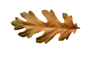 Wall Mural - Oak leaf illustration in PNG style with transparent background for design and craft projects