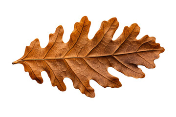 Wall Mural - Oak leaf illustration in PNG style with transparent background for design and craft projects
