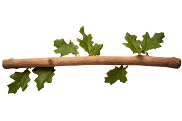Wall Mural - Oak stick with green leaves isolated on transparent background, high-quality PNG image of natural wood and foliage for botanical designs and eco-friendly projects