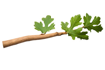 Wall Mural - Oak stick with green leaves isolated on transparent background, high-quality PNG image of natural wood and foliage for botanical designs and eco-friendly projects