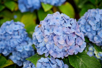 Wall Mural - Close-up of blue Hydrangea flowers in garden