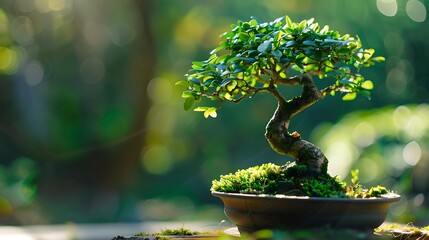 Green beautiful bonsai with a beautiful background