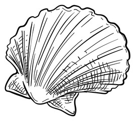 Wall Mural - shells handdrawn illustration