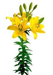 Wall Mural - pretty yellow lily with brown pollen close up