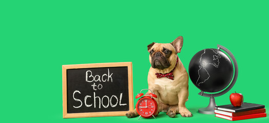 Sticker - Cute French bulldog with school supplies and blackboard with text BACK TO SCHOOL on green background