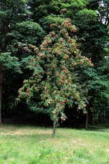 Canvas Print - Rowan tree - Sorbus aucuparia  with corymbs red ripe edible fruits 