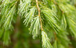 © schankz - Drops of water on the needles of a coniferous tree after rain