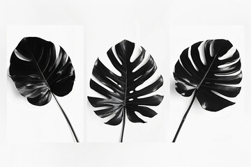 Poster - monstera leaves in black and white on a white background, photo set. The photos are in the style of black and white with the leaves appearing on a white background across three photos.