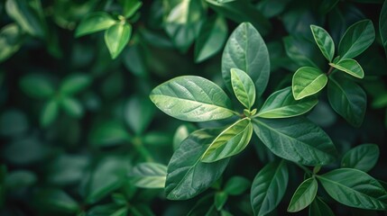 Poster - Green Leaf Texture on Blurred Greenery Background with Copy Space for Text Natural Green Plants Wallpaper