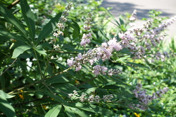 Wall Mural - Buds and pink flowers of Vitex agnus-castus in July