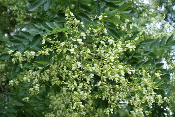 Wall Mural - Buds and white flowers of Styphnolobium japonicum tree in July