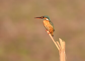 common / eurasian kingfisher (alcedo atthis). a beautiful, tiny and widespread species of kingfisher