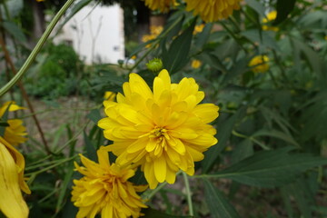 Poster - Close view of yellow flowers of Rudbeckia laciniata Goldquelle in mid August