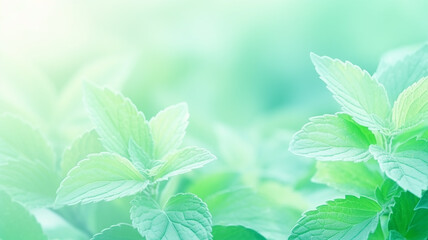 Wall Mural - mint leaves close-up, delicate green background postcard