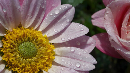 Canvas Print - dew drops on pink flower, ai generated