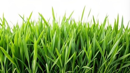 Lush green grass against a clean white background